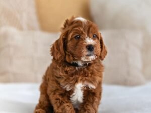 Truffle
