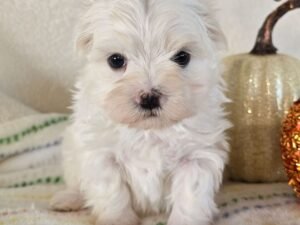 Teddy