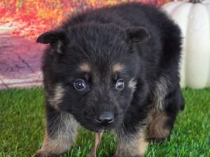 Sam