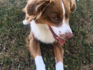 54a63f0b4078418c795609773413f794